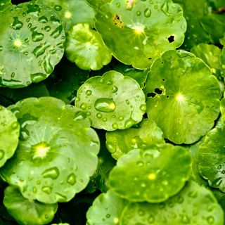 Estratto di Centella Asiatica