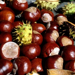 Estratto di Ippocastano